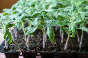 ПЕРВАЯ ПОДКОРМКА РАССАДЫ ТОМАТОВ ПОСЛЕ ПИКИРОВКИ.Чем и Когда подкормить.