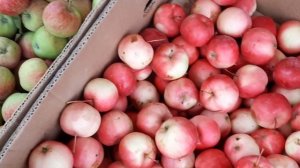 Талдыкорган. Коммунальный рынок  в субботу 30.07.2022г., обзор цен.