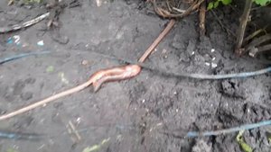 Как черви склеиваются!