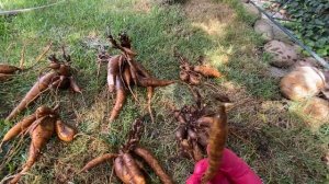 ДЕЛЕНИЕ и ПЕРЕСАДКА ПИОНА. СРОКИ и ПРАВИЛЬНАЯ ПОСАДКА .