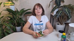 АГЛАОНЕМА Ред  Дракон. Как перевести на фитильный полив?