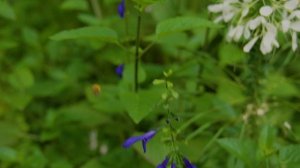 Blue Illusion - Parc Monceau garden tour