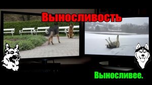 Кто сильней! Немецкая овчарка против хаски. 75/25
