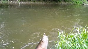 очень крупная уклейка