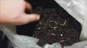 разведение червей в мешках часть 2