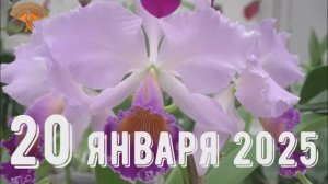 Грабли веерные Для любителей канала Грабли Live  20 01 2025