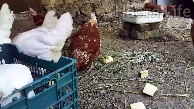 ? КАК повысить ЯЙЦЕНОСКОСТЬ кур несушек ?