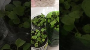 Капельный  полив петуний по-другому. Простой способ.