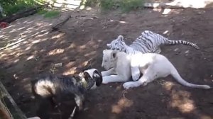 ТОП 5 лучшие видео со львом 2015. Милый лев.