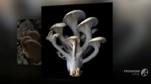 Pleurotus columbinus - fungi kingdom