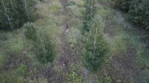 Лоси с Квадрокоптера