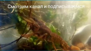 Жизнь раков в аквариуме вторая неделя