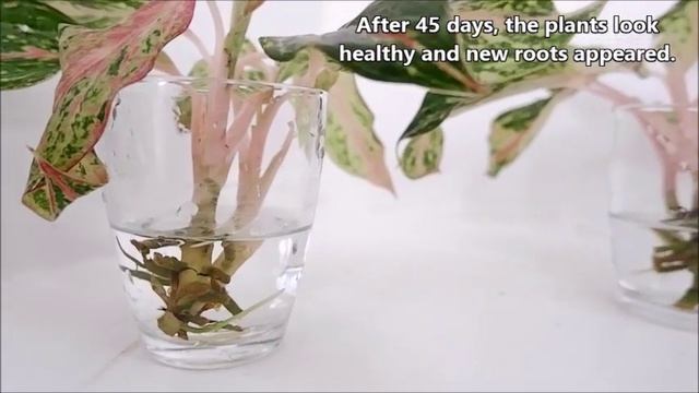 Pink Aglaonema Plant Propagation In Soil And Water By Cuttings