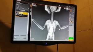 Дикий мохноногий сыч. Помощь сове. Настройки рентгена для птиц. Осмотр у ветеринара Марии Маркиной.