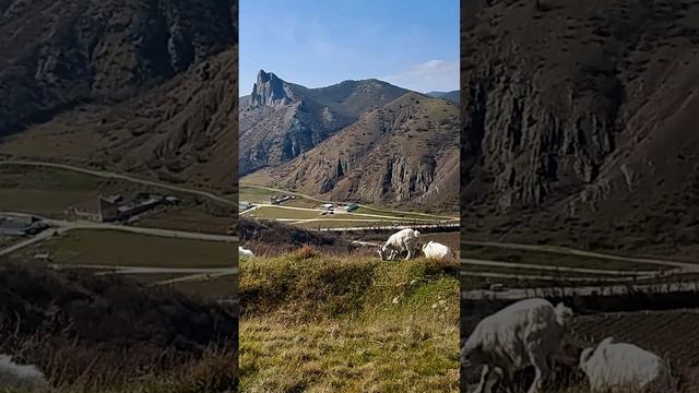 В горах пасутся козы. Горы Судакского региона. Дачное.