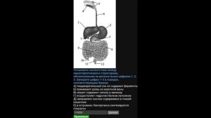Пищеварительная система для ЕГЭ по биологии — Полный разбор