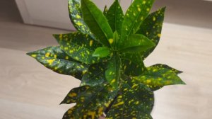 Мои кротоны и очередная новинка ?