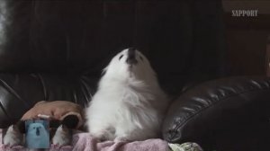 поющий белый шпиц № 1 (не моё)