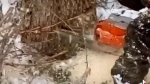 валка ели на новый год