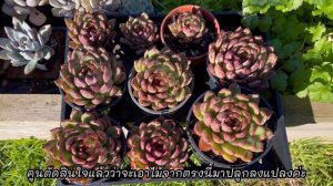 (Eng Audio) Planting succulents in the ground ปลูกไม้อวบน้ำลงดิน ปลูกกุหลาบหินลงดิน #27