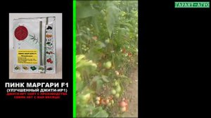 ПИНК МАРГАРИ F1(Джити-Ир1). Видео отзыв
