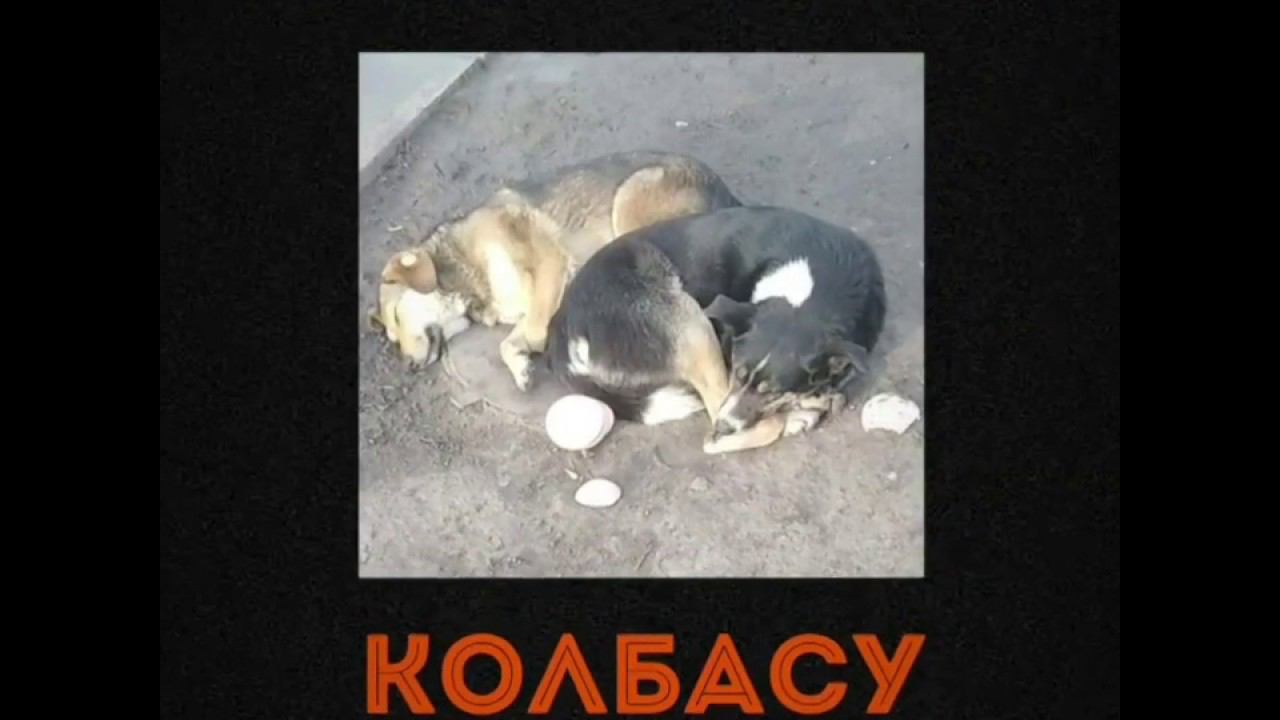 Отобрала у собак колбасу