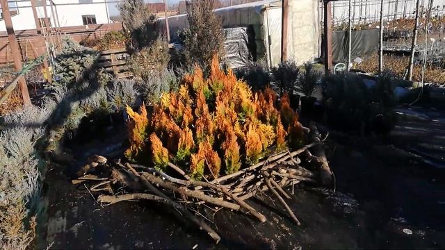 Зимний костер. Platycladus Pyramidalis aurea. Juniperus Moonglow. Juniperus communis Suecica