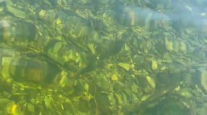 Охота на налима с «гарпуном»