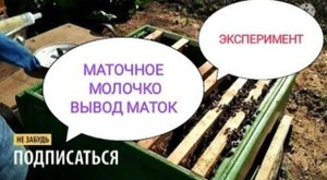 Пчёлы. Как собрать маточное молочко: секреты и советы