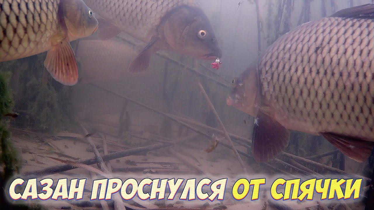 ДА ТУТ ЕГО БОЛЬШЕ ЧЕМ КАРАСЯ!!! ВЕСЕННЯЯ РЫБАЛКА НА КАРАСЯ, САЗАНА, СУДАКА, ЧЕБАКА смотреть онлайн
