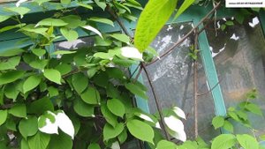 Как выглядит АКТИНИДИЯ В ДИКОЙ ПРИРОДЕ. Основные виды - АРГУТА и КОЛОМИКТА.
