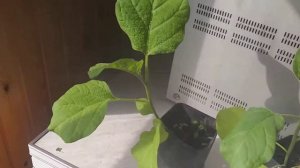 Тля на рассаде баклажан?