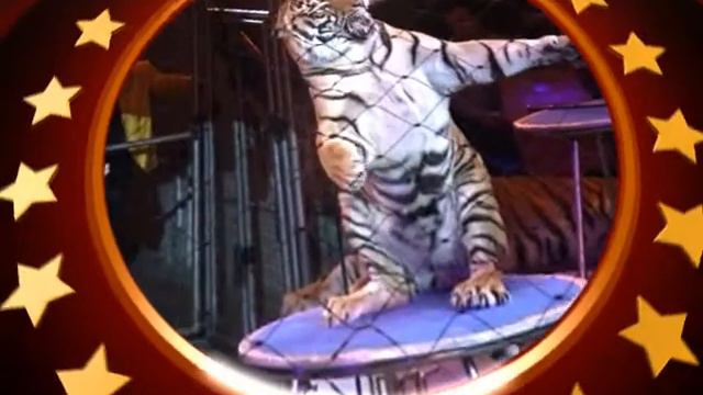 Звезды магического манежа 27 02 2014 смотреть онлайн