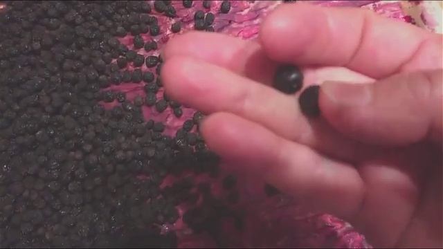 Как сушить черноплодную рябину смотреть онлайн