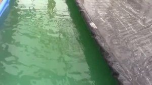 Каркасный бассейн в теплице.