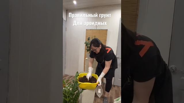 Замиокулькас и правильный грунт