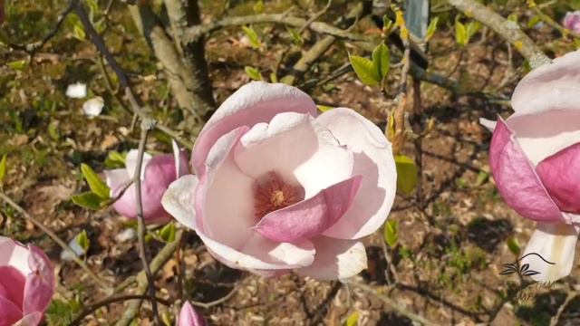 Magnolia × soulangeana 'Lennei' šácholan Soulangeův смотреть онлайн
