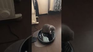 Кошка и робот-пылесос-2