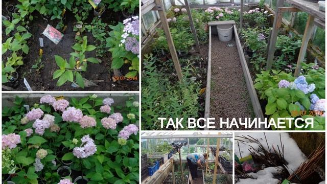 РАСТЕНИЯ В ПРОДАЖЕ