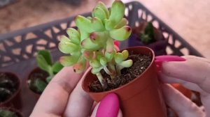 Кактусы и суккуленты из Ашана. Что нужно сделать с суккулентами сразу после покупки.