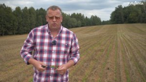 Нюансы росторегуляции озимого рапса. Сера, Бор: когда и в каком количестве.