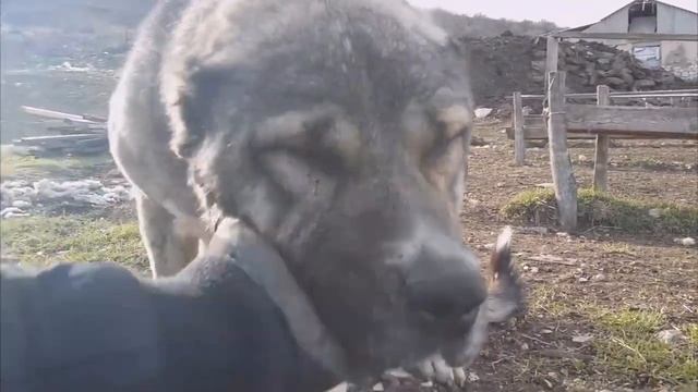 За что любить собак ? на стихи С. Данилова смотреть онлайн