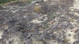 Собираю зубы акул - ПОТРЯСАЮЩИЕ НАХОДКИ!