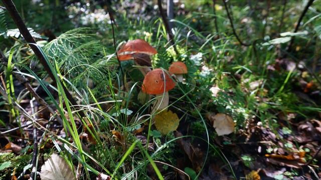 Грибочки в лесу 2021 смотреть онлайн