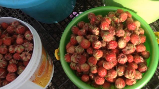 Лесная клубника-летние дары природы смотреть онлайн