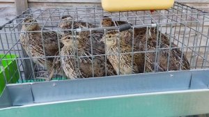 Клетки для перепелов на пять и десять голов.