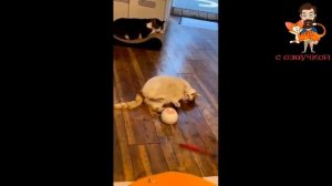 Приколы с котами! С ОЗВУЧКОЙ! Смешные животные! Смешные видео про кошек и собак! #138