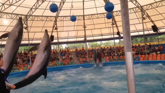 Таиланд.Дельфины!! смотреть онлайн