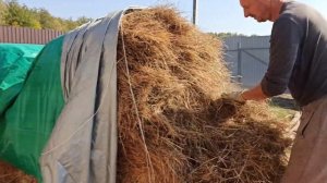 Наши первые дни с лошадью в домашней конюшне