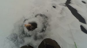 Ловля хорошего окуня на балансир